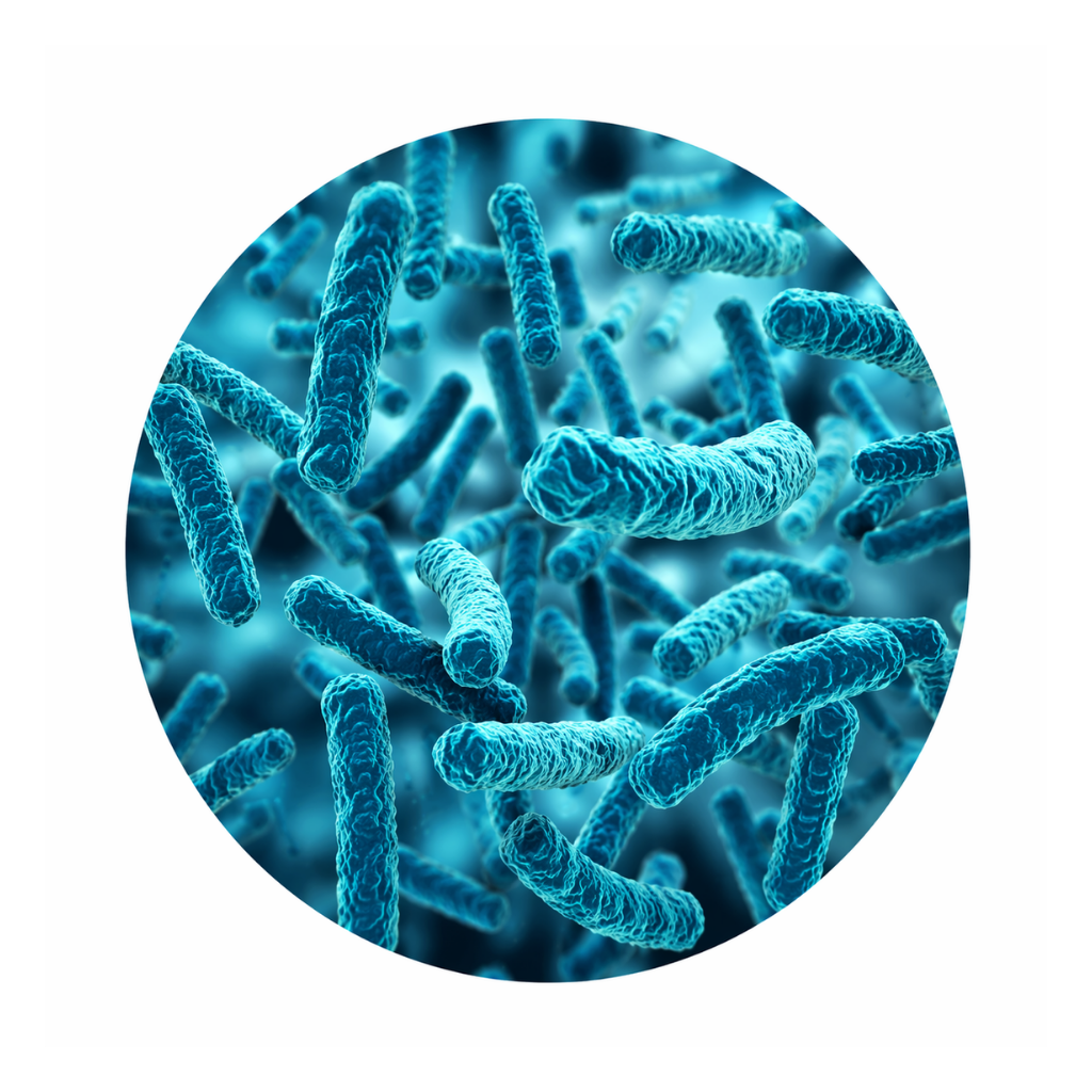 08. Lactobacillus acidophilus (1,5 Milliarden KBE) - Der Energie‑Produzent
